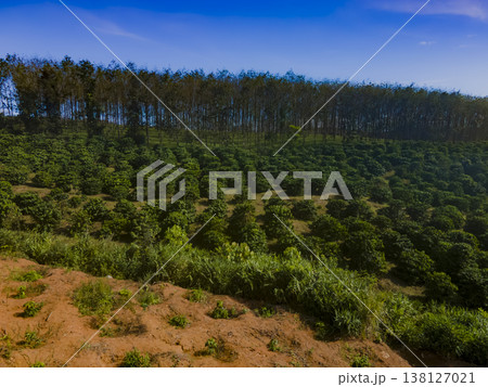 Highland plantations. Highland plantations. 138127021