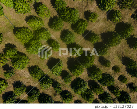 Highland plantations. Highland plantations. 138127025