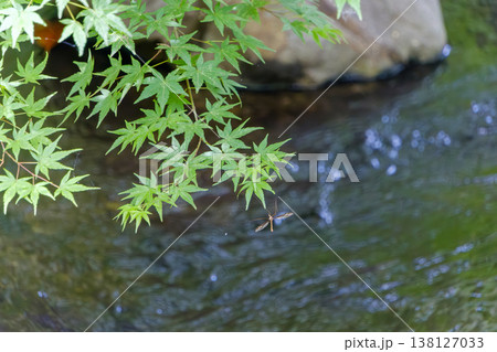 渓流の上で蜘蛛の糸にぶら下がるガガンボと青もみじ 138127033