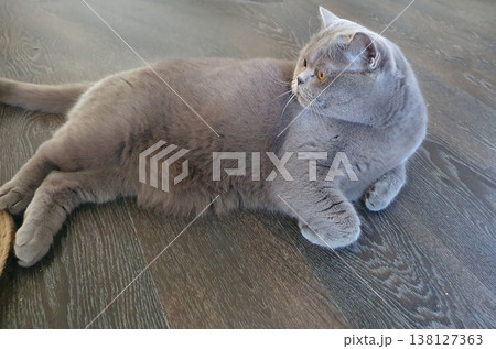 Portrait of a British Shorthair cat lying on a wooden floor and looking away. Close-up, home comfort 138127363