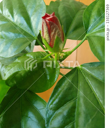 Closed red bud of a houseplant hibiscus among juicy green leaves. Close-up of a home flower, concept of growth 138127369