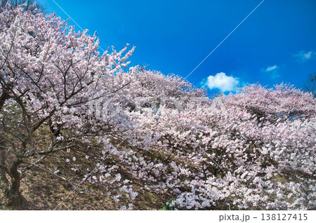 満開の春めき桜と青空 満開の春めき桜と青空 138127415