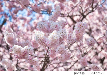 ぼんぼりのような春めき桜 138127426