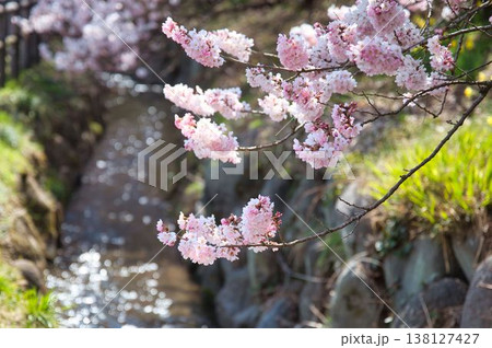 水辺に咲く春めき桜 138127427