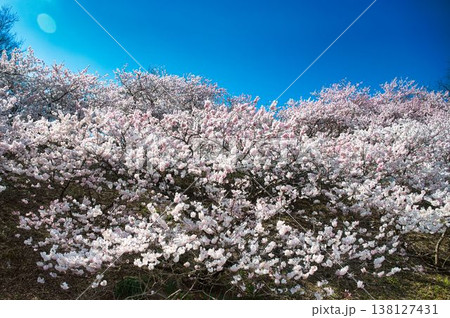 ボリュームたっぷりな春めき桜 138127431