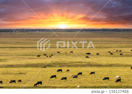 Herd of dairy cattle grazing in pasture field. Milk cows on green farm grassland in Florida 138127488