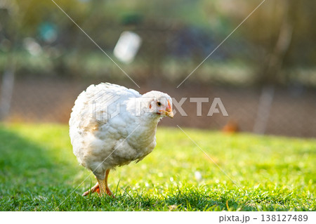 Hen feed on traditional rural barnyard. Close up of chicken standing on barn yard with green grass. Free range poultry farming concept. 138127489
