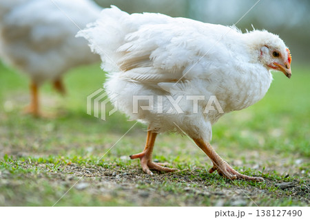 Hen feed on traditional rural barnyard. Close up of chicken standing on barn yard with green grass. Free range poultry farming concept. Hen feed on traditional rural barnyard. Close up of chicken standing on barn yard with green grass. Free range poultry farming concept. 138127490