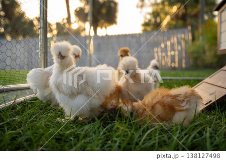 Happy silkie chicks sustainably raised in free range chicken coop. Domestic chicken on small backyard farm 138127498