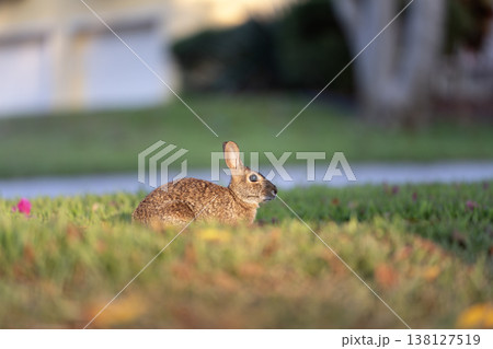 Grey small hare eating grass on Florida backyard. Wild rabbit in nature 138127519