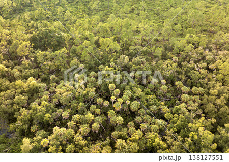 Florida wetlands with water between green wild vegetation. Tropical ecosystem at sunset Florida wetlands with water between green wild vegetation. Tropical ecosystem at sunset 138127551