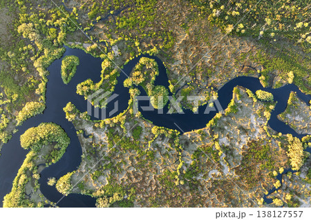 Florida subtropical swamp with wild vegetation in southern USA 138127557