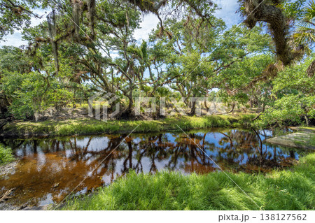 Florida jungle rainforest with river between green palm trees and wild vegetation. Dense tropical forest ecosystem Florida jungle rainforest with river between green palm trees and wild vegetation. Dense tropical forest ecosystem 138127562