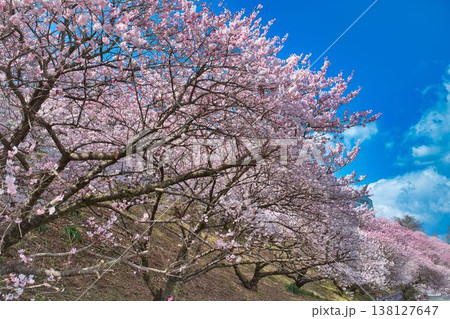 南足柄の春めき桜 138127647