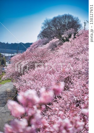 桜・桜・春めき桜 桜・桜・春めき桜 138127651