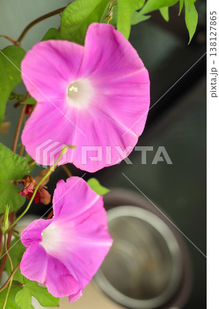 朝顔 ピンク 花 クローズアップ 夏 flower morning glory 朝顔 ピンク 花 クローズアップ 夏 flower morning glory 138127865