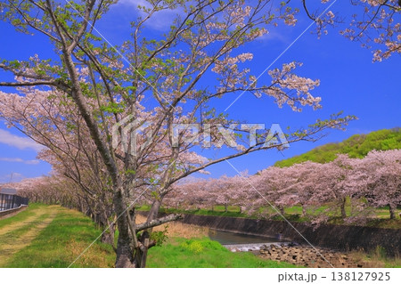 万願寺川(兵庫県加西市)の桜並木 万願寺川(兵庫県加西市)の桜並木 138127925