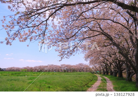 万願寺川(兵庫県加西市)の桜並木と菜の花風景 万願寺川(兵庫県加西市)の桜並木と菜の花風景 138127928