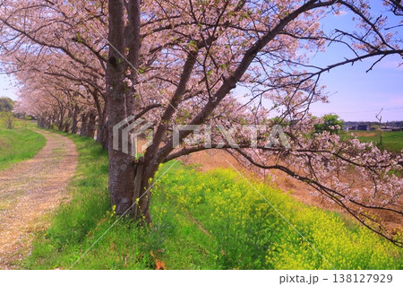万願寺川(兵庫県加西市)の桜並木と菜の花風景 万願寺川(兵庫県加西市)の桜並木と菜の花風景 138127929