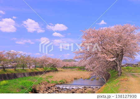 万願寺川(兵庫県加西市)の桜並木と菜の花風景 万願寺川(兵庫県加西市)の桜並木と菜の花風景 138127930