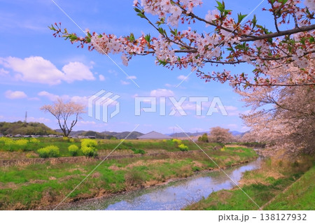 万願寺川(兵庫県加西市)の桜並木 万願寺川(兵庫県加西市)の桜並木 138127932