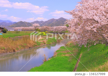 万願寺川(兵庫県加西市)の桜並木と菜の花 万願寺川(兵庫県加西市)の桜並木と菜の花 138127999