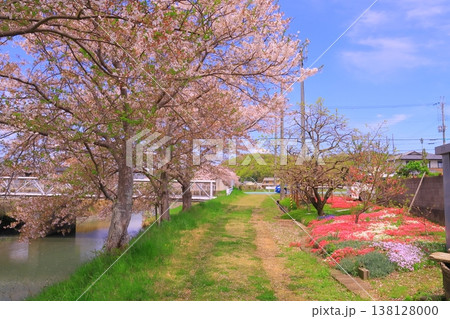 万願寺川(兵庫県加西市)の桜並木 万願寺川(兵庫県加西市)の桜並木 138128000