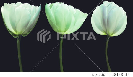 set flowers tulips on a white isolated background with clipping path. Close-up. Flowers blue and yellow and purple and white on the stem. Nature. set flowers tulips on a white isolated background with clipping path. Close-up. Flowers blue and yellow and purple and white on the stem. Nature. 138128139