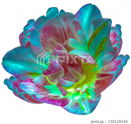 Tulip flower on white isolated background with clipping path. Closeup. For design. Studio shot. Nature. Tulip flower on white isolated background with clipping path. Closeup. For design. Studio shot. Nature. 138128140
