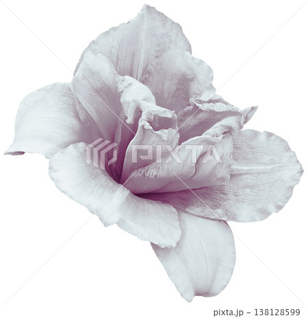Lily  flower  on white isolated background with clipping path.  Closeup. For design. View from above.  Nature. 138128599