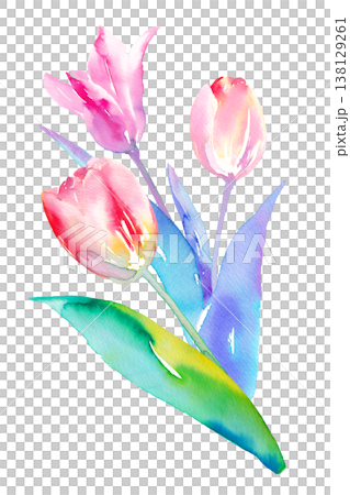 Watercolor illustration of three colorful tulips (clip art) Watercolor illustration of three colorful tulips (clip art) 138129261