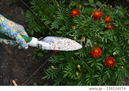 Gardener holds in hands mineral fertilizing at home garden, close-up on pink gloves. Spicy herbs growing on background Gardener holds in hands mineral fertilizing at home garden, close-up on pink gloves. Spicy herbs growing on background 138129514