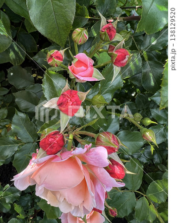 Purple roses bloom in a vibrant garden during a sunny afternoon in autumn Purple roses bloom in a vibrant garden during a sunny afternoon in autumn 138129520