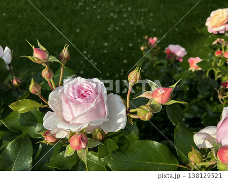 Purple roses bloom in a vibrant garden during a sunny afternoon in autumn 138129521
