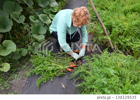 Farmer harvesting fresh organic carrots from garden with shovel 138129535