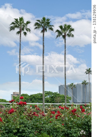 青空とヤシの木とバラ園の風景 青空とヤシの木とバラ園の風景 138129936