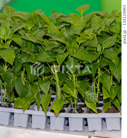 Green Pepper Plant Seedling 138129965