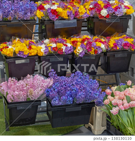 Hydrangea Tulips Holland Flowers 138130110