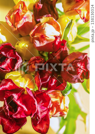 Wilted bouquet of colorful red and yellow tulips. The beautiful process of withering flowers. 138130314