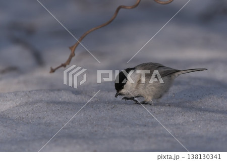 雪の上で食べ物を探しているコガラ 雪の上で食べ物を探しているコガラ 138130341