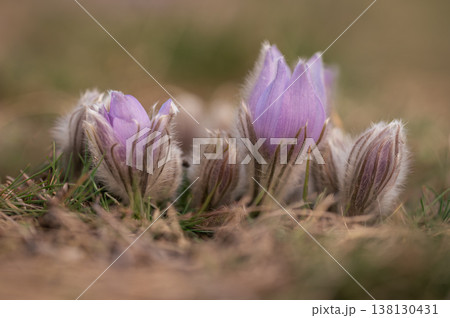 Beautiful spring background with blooming flower in meadow at sunset. Spring time and nature. Beautiful purple flower - pasqueflower (Pulsatilla grandis) Beautiful spring background with blooming flower in meadow at sunset. Spring time and nature. Beautiful purple flower - pasqueflower (Pulsatilla grandis) 138130431