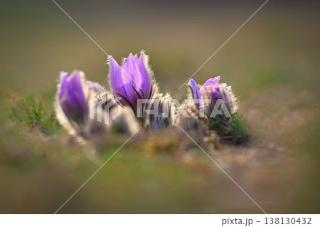 Beautiful spring background with blooming flower in meadow at sunset. Spring time and nature. Beautiful purple flower - pasqueflower (Pulsatilla grandis) 138130432
