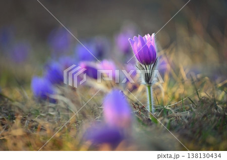 Springtime and spring flower. Beautiful purple little furry pasque-flower. (Pulsatilla grandis) Blooming on spring meadow at the sunset. Nature colorful background. 138130434