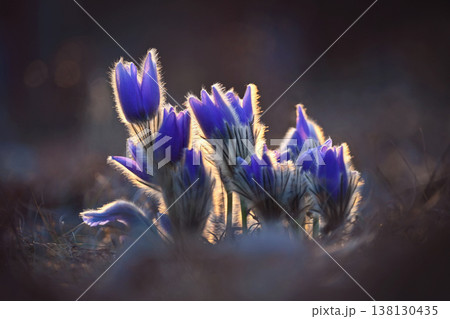Springtime and spring flower. Beautiful purple little furry pasque-flower. (Pulsatilla grandis) Blooming on spring meadow at the sunset. Nature colorful background. 138130435