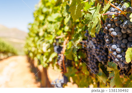 Ripe grapes on vine in South African vineyard 138130492