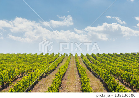 Sunlit vineyard rows Sunlit vineyard rows 138130500