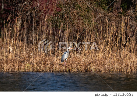 Gray heron stands tall among tall reeds. 138130555