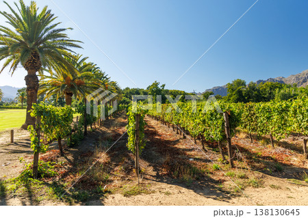 Sunlit vineyard rows with mountain backdrop 138130645