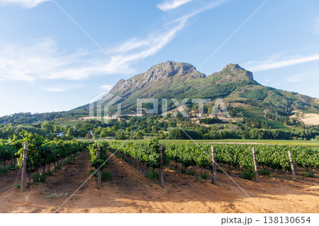 Sunlit vineyard rows with mountain backdrop Sunlit vineyard rows with mountain backdrop 138130654