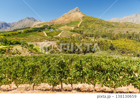 Sunlit vineyard in South Africa 138130659